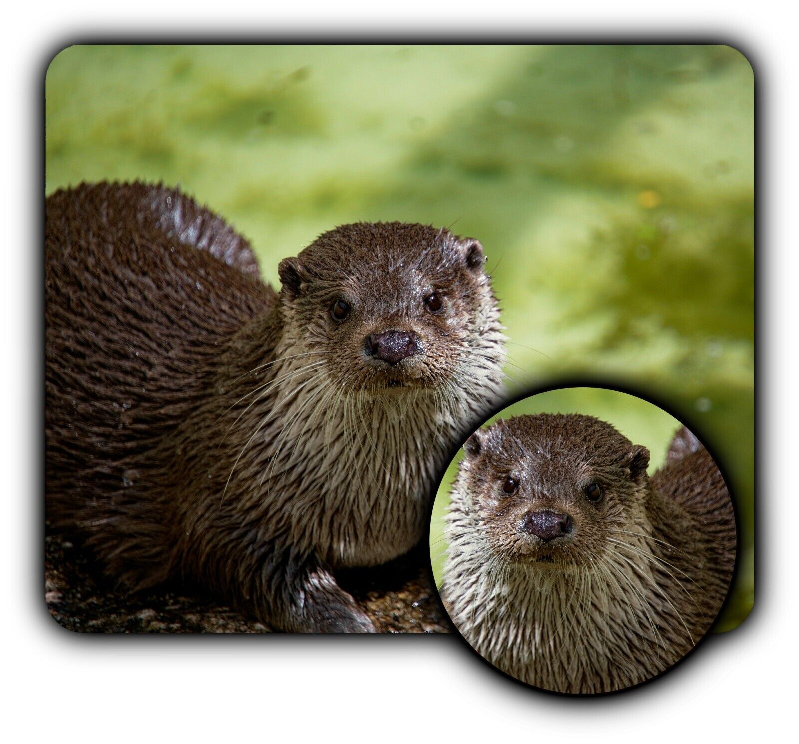 River Otter Water Mouse Pad + Coaster - 1/4" Rubber Mat - Great Gift Woman Man