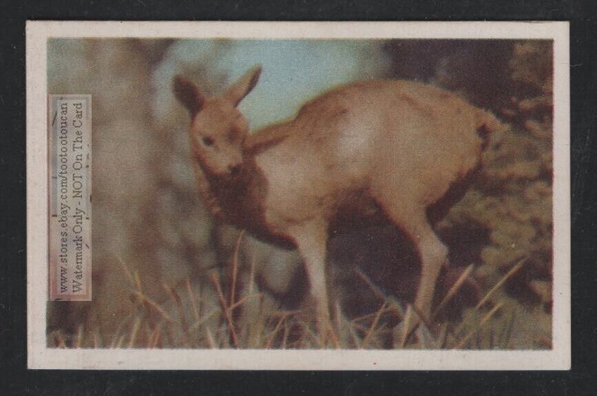 Klipspringer Small Sturdy Antelope South Africa Wild  Animals 1940strade Ad Card