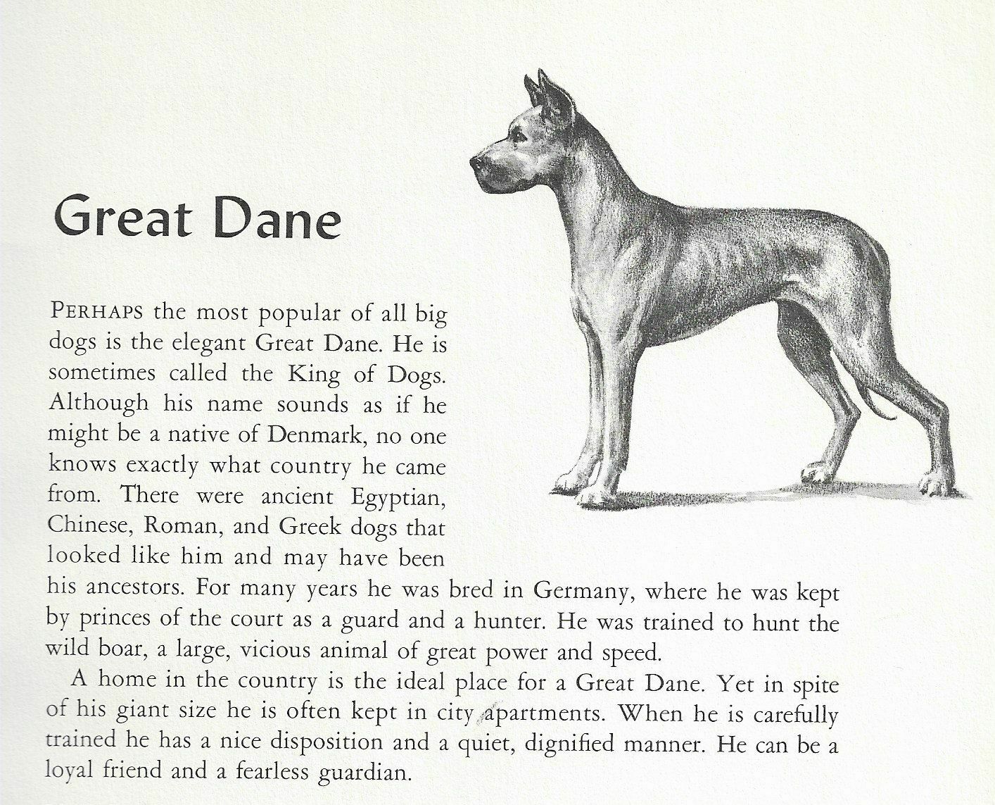 Great Dane - 1954 Vintage Dog Art Print - Matted
